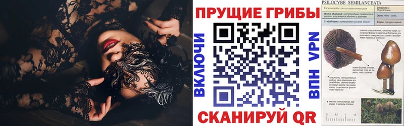 купить наркотики сайты  Новопавловск  Псилоцибиновые грибы Psilocybe 